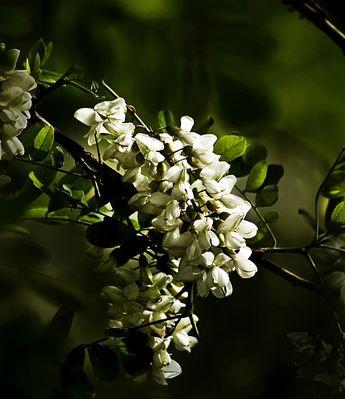 槐树开花之美（探秘槐树的开花特点及欣赏之道）