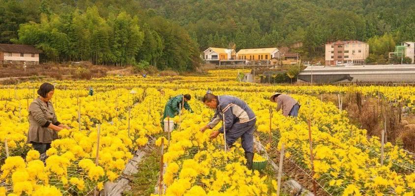 皇菊种植条件适合什么地方种植（适合种植的条件与技术）