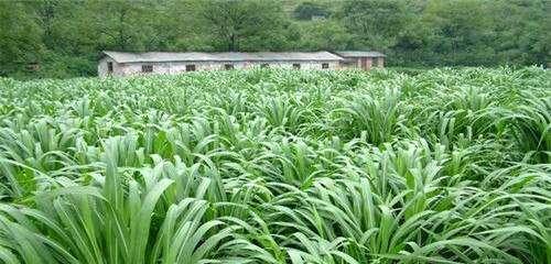 皇竹草的种植与生长周期（从选地、施肥到管理）