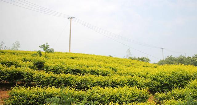 探秘黄茶的采摘与收获（黄茶知识大揭秘）