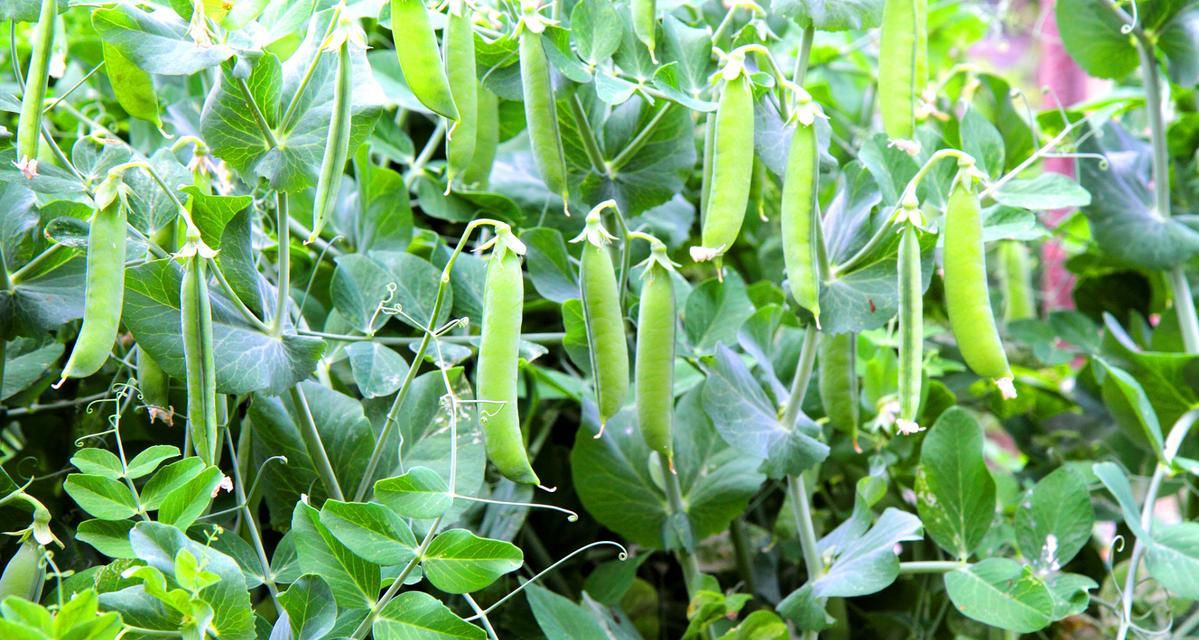 小扁豆种植指南（时间）