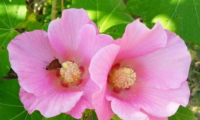 和平花开（用花语传递和平的力量）