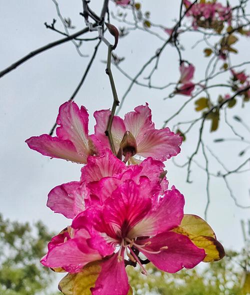 缘起亲情的花语（15种花语表达真挚的亲情）