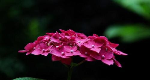 花语传递希望的力量（揭秘花语中的希望之花）