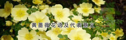 友谊长存的花——守护我们真挚友谊的力量（用花语传递情感）