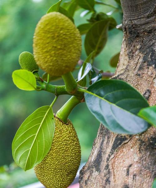 菠萝蜜的生长环境及适应条件（探寻菠萝蜜生长的秘密——地理）