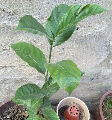 菠萝蜜种子能否食用（了解菠萝蜜种子的营养价值及食用方法）