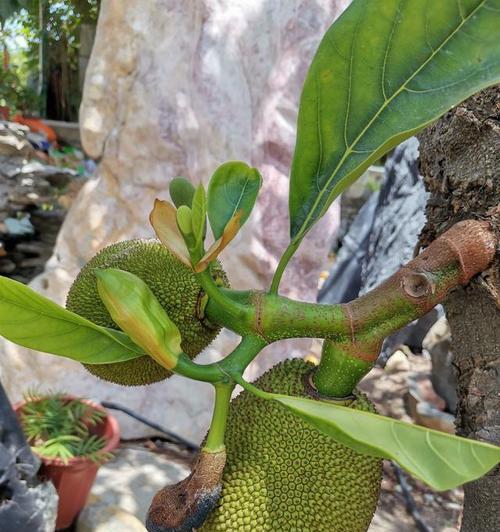 如何种植菠萝蜜种子