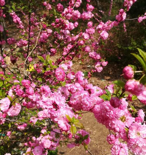 樱桃花之美——花开如梦的花语（浪漫、希望、祝福）