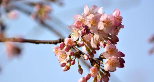 樱桃花（探索樱桃花的花语和魅力）