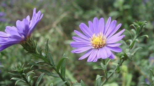 紫色野菊花花语（传递幸福与坚韧的紫色野菊花）