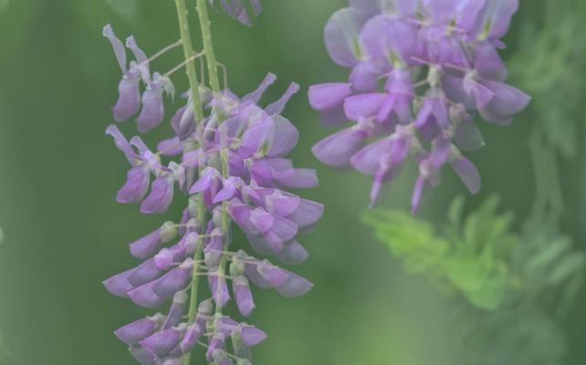 紫藤花的花语及其传说故事（紫藤花的花语与生活）