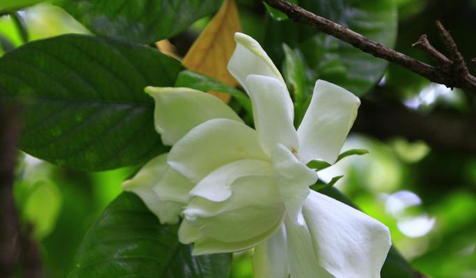 栀子花的花语与开花季节（揭开栀子花的花语之谜）