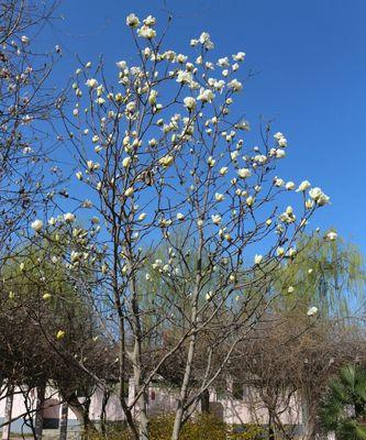 白蓝花的花语之美丽与祝福（探寻白蓝花的花语）