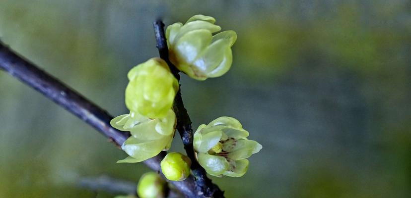 冬日梅花的坚韧与希望（冬日梅花的象征意义及寓意探析）