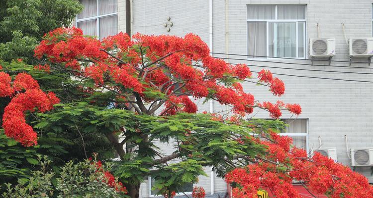 凤凰花——盛世之花（花开如火）