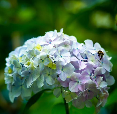 绣球花（绣球花的花语及其内涵）