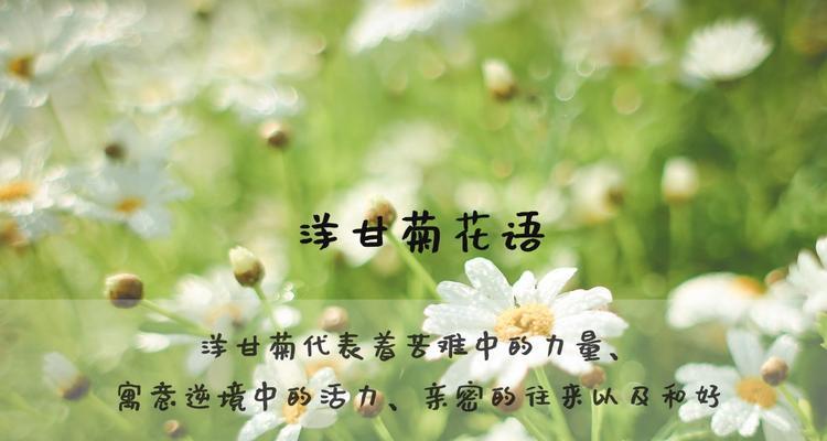 洋甘菊花语的意义与传承（花开盛夏）