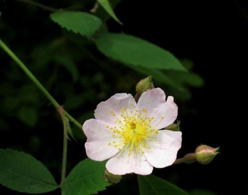 野蔷薇花语及其寓意（探究野蔷薇的花语与象征意义）