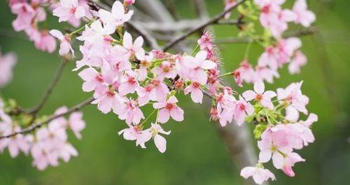 樱花的花语与寓意（探寻樱花的深层内涵）