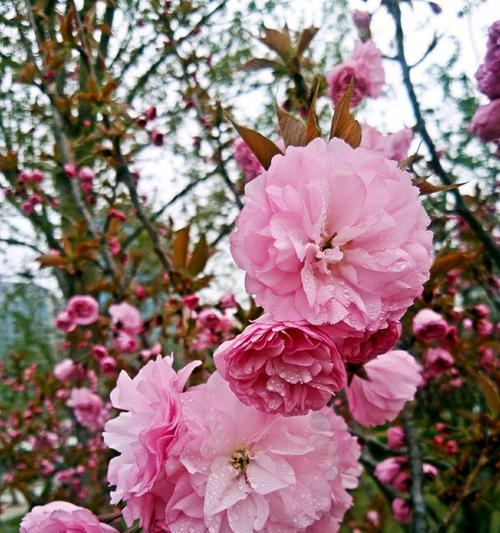 樱花的花语与寓意（探寻樱花背后的情感表达和象征意义）