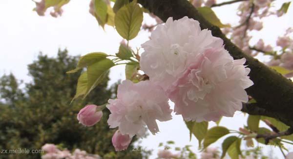 樱花花语（探寻樱花的花语）