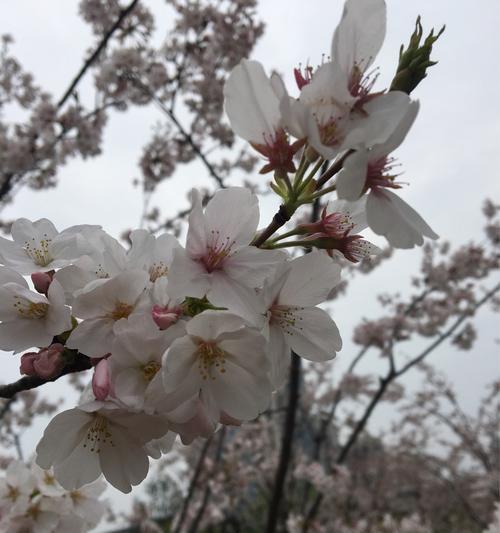 樱花花语的深意（探寻樱花的情感象征）