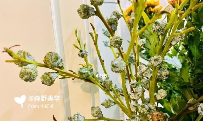 尤加利花语的意义（探寻尤加利花的象征与传达的情感）