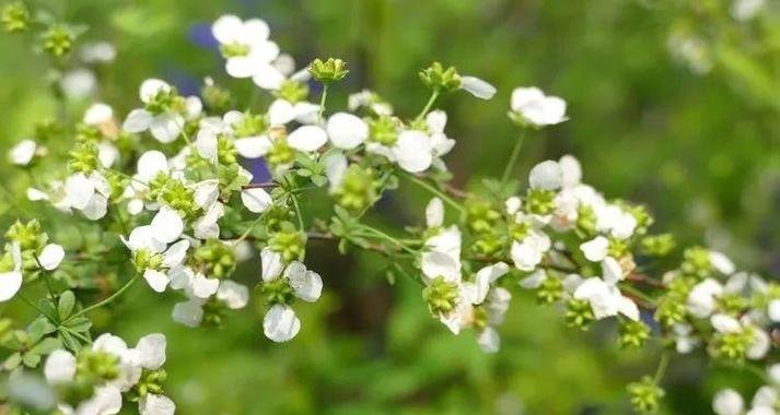 珍珠绣线菊花语（花开花落）