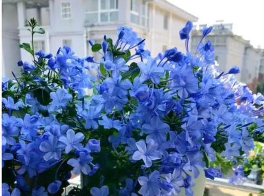 蓝雪花的浇水技巧（掌握浇水时间）