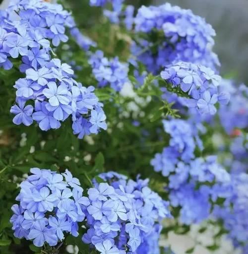 蓝雪花黄叶，怎么回事（探究蓝雪花叶子发黄的原因及解决方法）