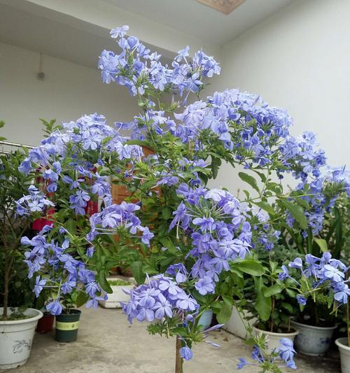 蓝雪花是多年生还是一年生植物（探究蓝雪花的生命周期和特性）