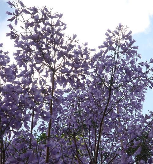 蓝楹花的颜色与特点（从紫色到蓝色）