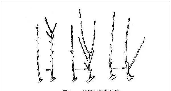 老桃树嫁接的时间和方法（怎样让老桃树变成新生代）