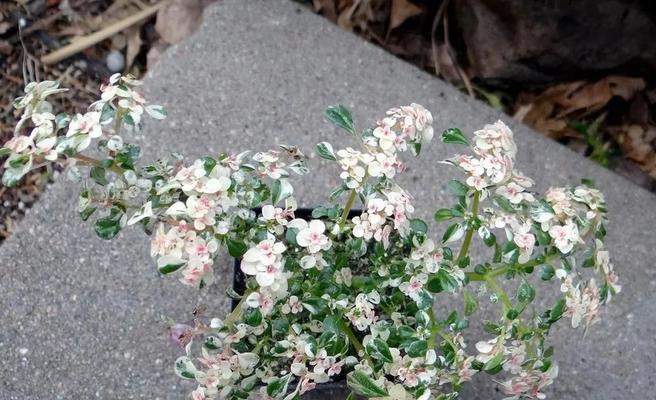 冷水花适合室内养吗（了解冷水花的特点和需求）