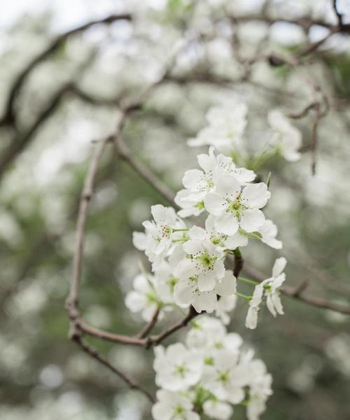 梨花开花时间及相关知识（春色满园的美丽花景——梨花盛开季节）