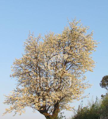 探究梨树花期（了解梨树花期的重要性）