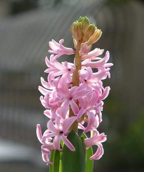 粉色风信子花语（探索粉色风信子的花语）