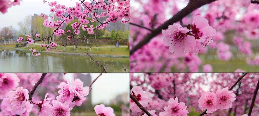 粉色梅花的花语（传递希望与爱的粉色梅花）