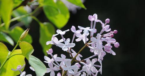 丁香花语之花开富贵（用丁香花传递的十五种情感）