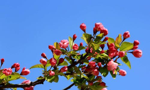 海棠花之美（探索海棠花的象征意义和引人入胜之处）