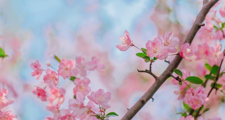 海棠花格寓意与意义（以海棠花格寓意为主题的探索与解读）