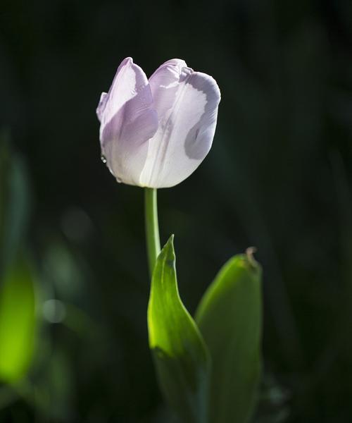 黑色风信子的花语与意义（探索黑色风信子的象征意义）