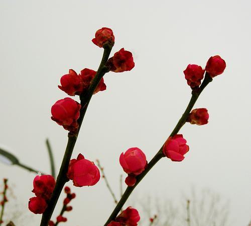 红梅花的花语及象征意义（探寻红梅花的内涵和魅力）