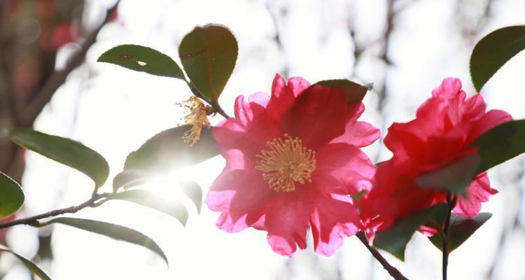 红色茶梅花的花语和寓意（了解红色茶梅）