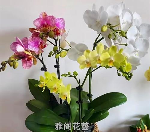 蝴蝶兰花开的意义（探寻蝴蝶兰花背后的生命之美）