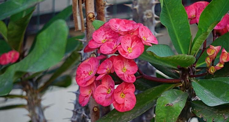 虎刺梅花（探寻虎刺梅花的传奇之美）