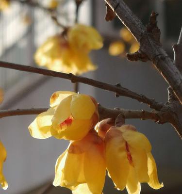 黄腊梅花花语（怀揣希望）