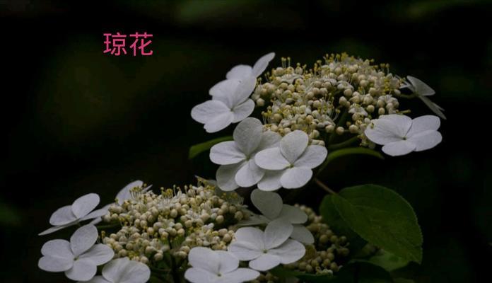 琼花开花季节及生长特点（琼花开花的月份和环境要求）