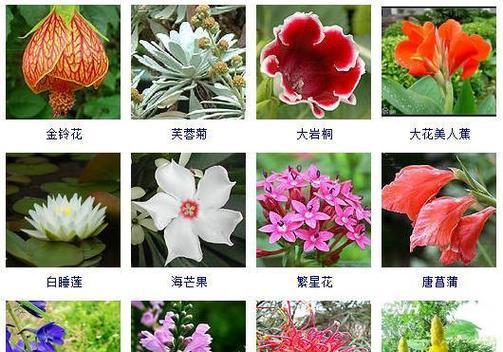 秋季开花的花卉大盘点（美丽秋日）